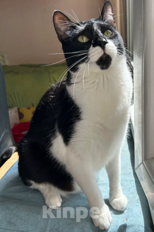 Кошки в Санкт-Петербурге: Руми надеется найти дом Мальчик, Бесплатно - фото 1