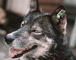 Собаки в Москве: Въюга Девочка, Бесплатно - фото 3