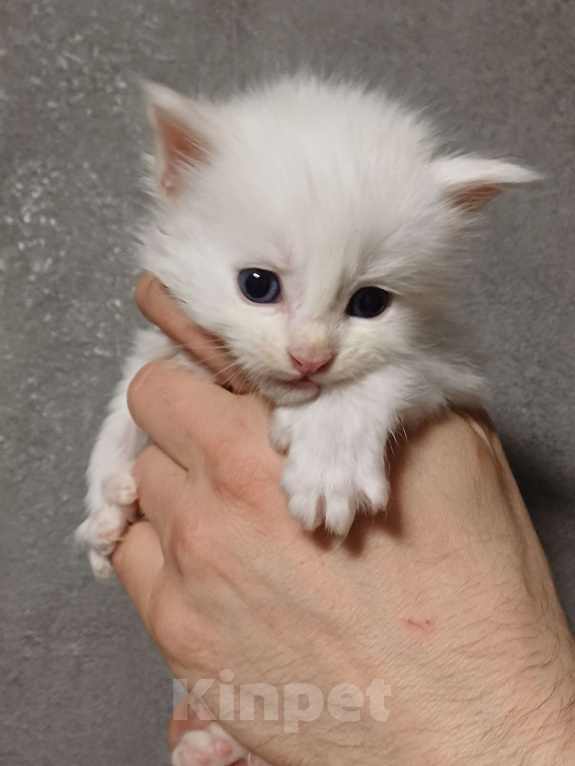 Кошки в Йошкаре-Оле: Шикарные  мальчики Мейн-Кун полидакты Мальчик, 20 000 руб. - фото 1