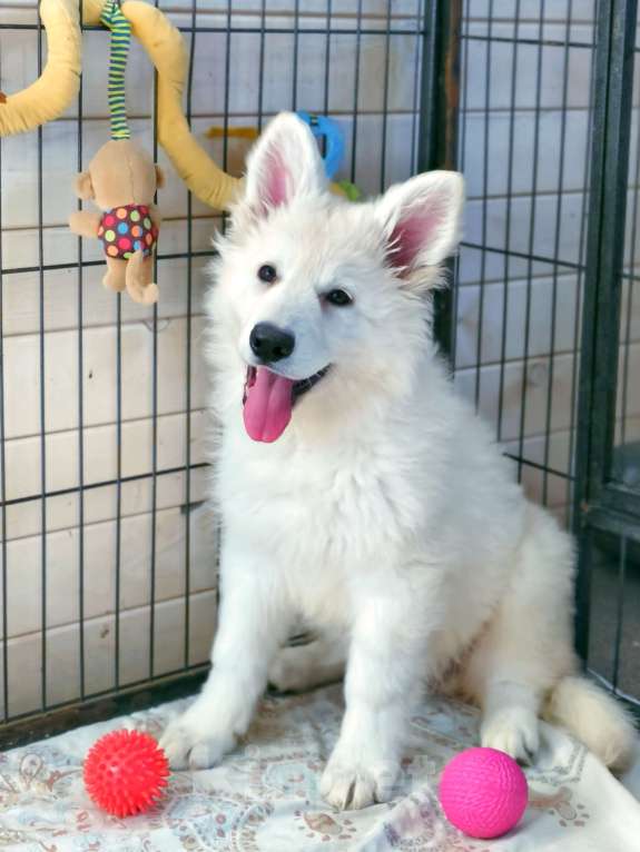 Собаки в Иркутске: Перспективная девочка БШО  Девочка, 100 000 руб. - фото 7