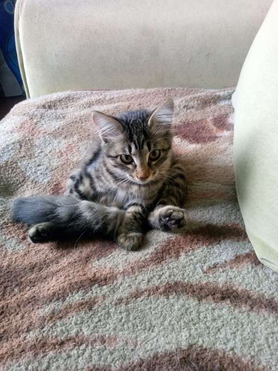 Кошки в Красноярске: Кошечка ищет добрых хозяев Девочка, Бесплатно - фото 2