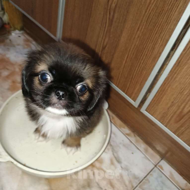 Собаки в Алуште: Малыши пекинесики  Мальчик, 10 000 руб. - фото 2