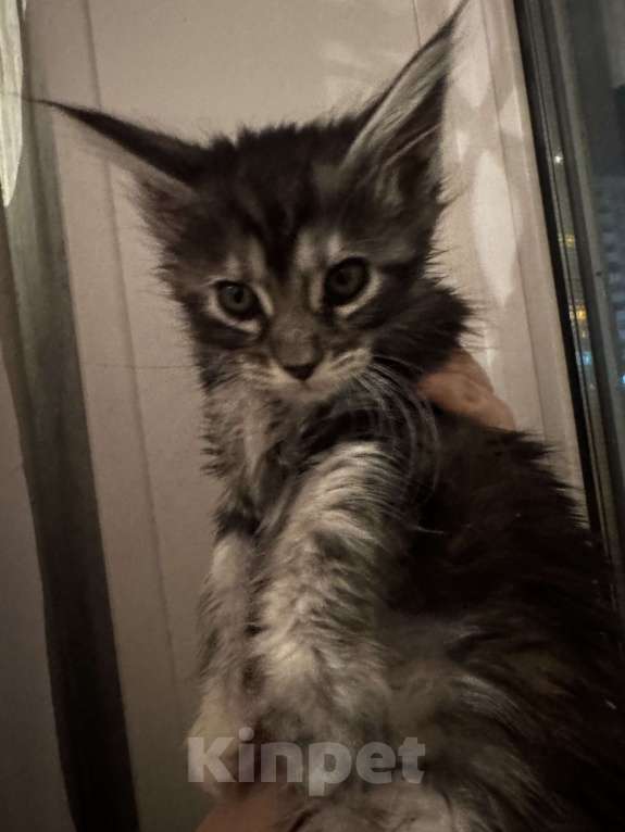 Кошки в Комсомольске-На-Амуре: Котята Девочка, 23 000 руб. - фото 1