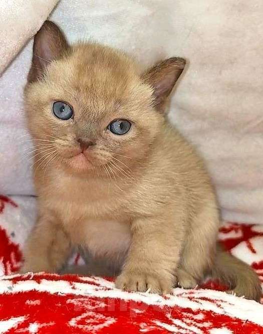 Кошки в других городах Московской области: Котики АМЕРИКАНСКОЙ ТРАДИЦИОННОЙ БУРМЫ Мальчик, Бесплатно - фото 1