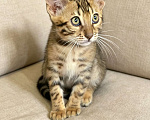 Кошки в Москве: Бенгальский котенок мальчик Мальчик, 25 000 руб. - фото 3