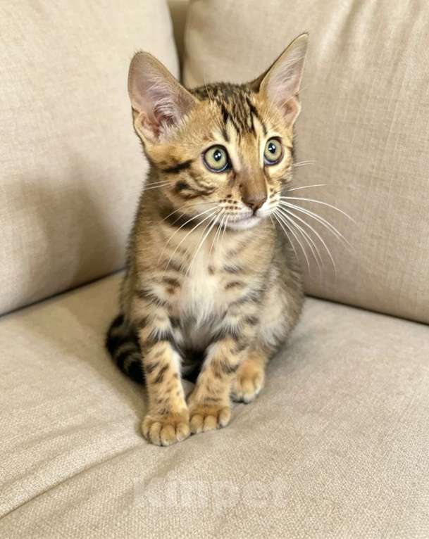 Кошки в Москве: Бенгальский котенок мальчик Мальчик, 25 000 руб. - фото 3