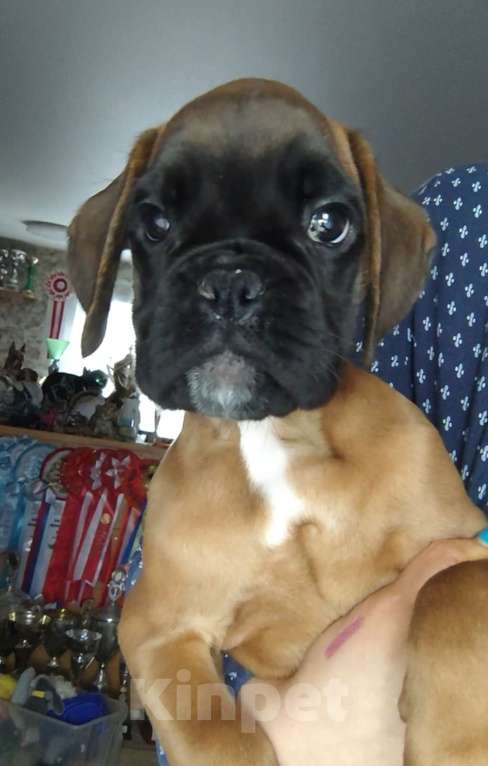 Собаки в Екатеринбурге: Девочка немецкий боксер Девочка, 60 000 руб. - фото 3