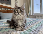 Кошки в Кургане: Кошечка мейн кун полидакт Девочка, 40 000 руб. - фото 7