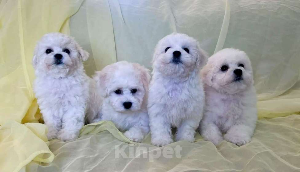 Собаки в Перми: Щенки Бишон фризе Мальчик, 80 000 руб. - фото 3