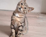 Кошки в Москве: Котенок Василек ищет дом Мальчик, Бесплатно - фото 6