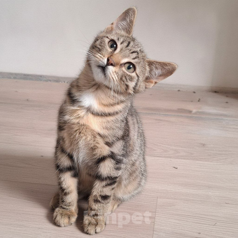 Кошки в Москве: Котенок Василек ищет дом Мальчик, Бесплатно - фото 6