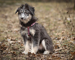 Собаки в Москве: Голубоглазый добрый мальчик Барошка 6 месяцев  Мальчик, 100 руб. - фото 8