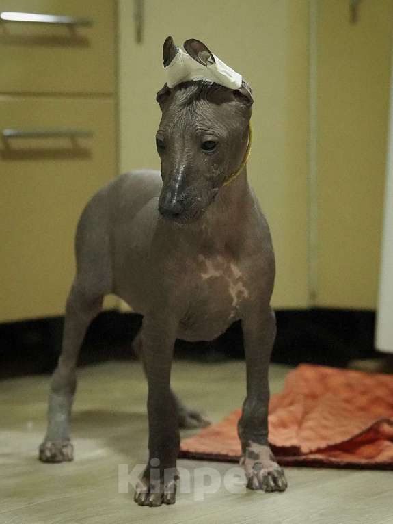 Собаки в Москве: Щенки Ксолоитцкуинтли стандартного размера  Мальчик, 70 000 руб. - фото 4