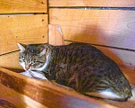 Кошки в Москве: Лютик, 4 года Девочка, Бесплатно - фото 2