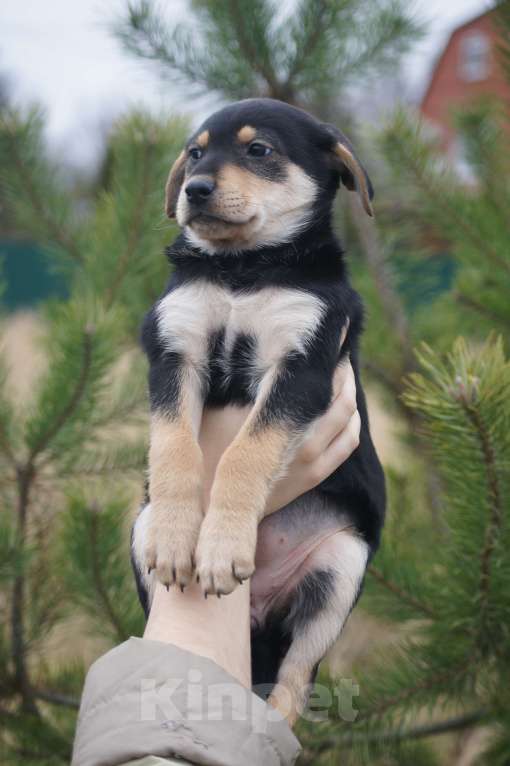 Собаки в Москве: щенки метисы срочно ищут дом Девочка, Бесплатно - фото 2