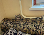 Кошки в Кирове: Кошка Девочка, Бесплатно - фото 8