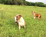 Собаки в Краснодаре: Предлагаем щенков Американского стаффордширского терьера Девочка, 30 000 руб. - фото 1