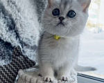 Кошки в Киселевске: Шотландские котята Девочка, 20 000 руб. - фото 1