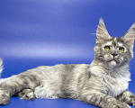 Кошки в Москве: Котенок мейн кун Девочка, Бесплатно - фото 3