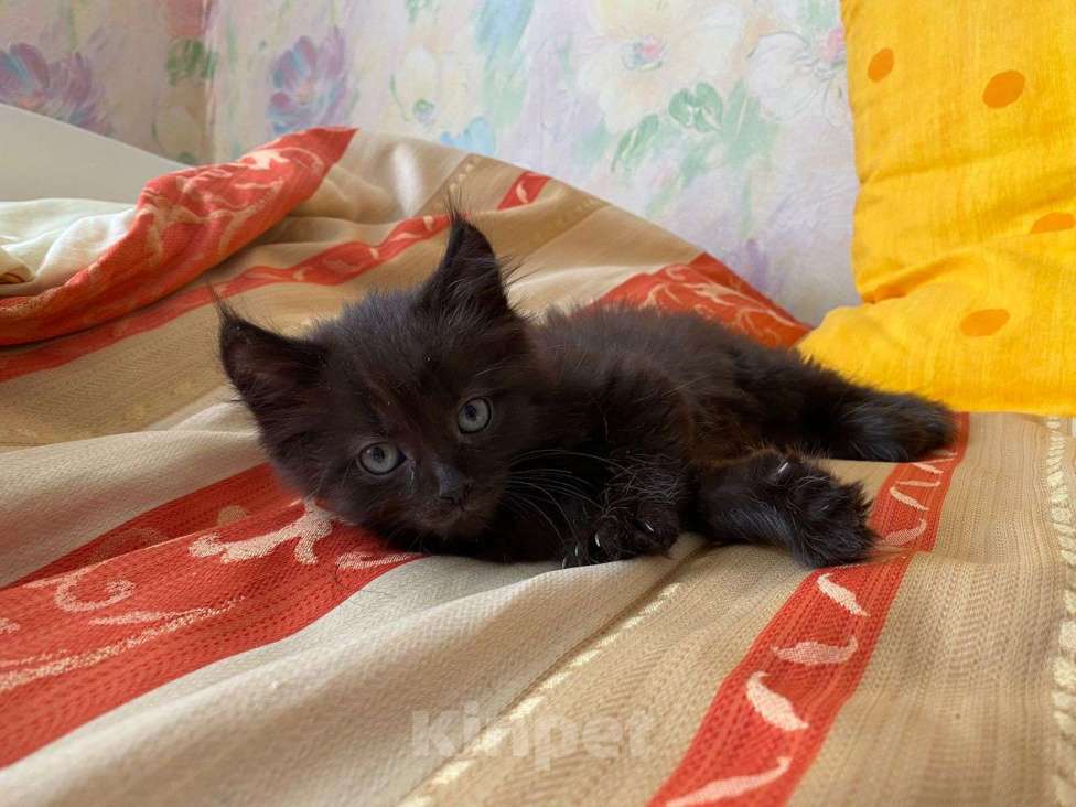 Кошки в других городах Калининградской области: Котик Мальчик, Бесплатно - фото 3