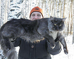 Кошки в Барнауле: Вязка Мейн-кун, 5 000 руб. - фото 1