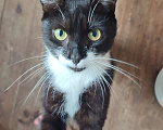 Кошки в Яхроме: Ласковый котик Чарли Мальчик, 10 руб. - фото 3