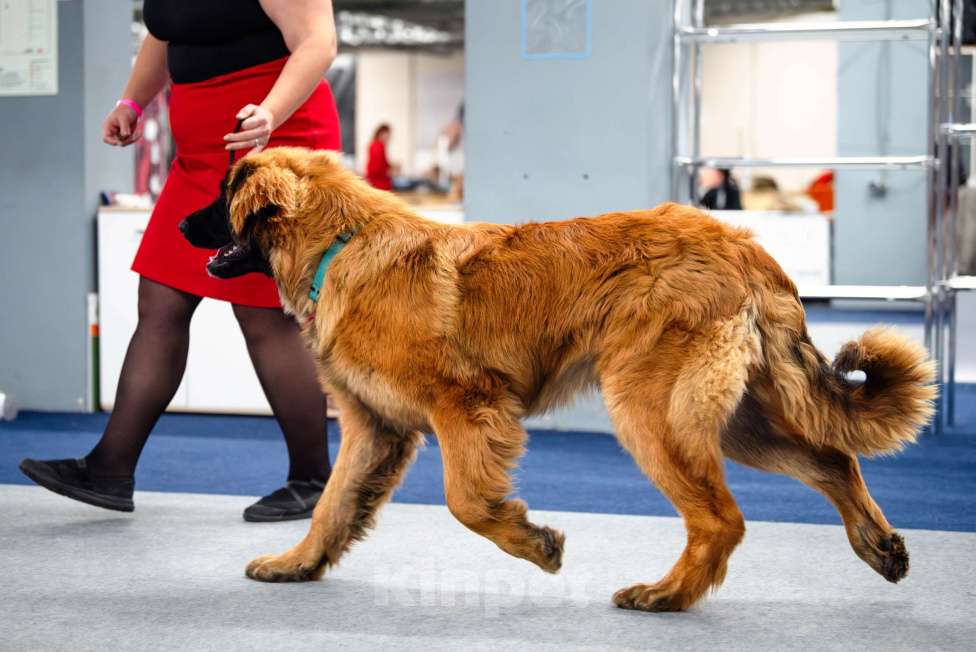 Собаки в других городах Московской области: Ария Прайд Елизар Мальчик, 160 000 руб. - фото 3
