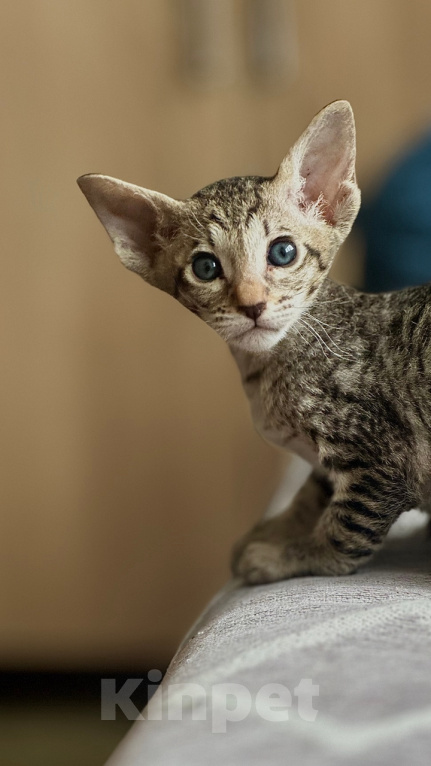Кошки в других городах Краснодарского края: Ориентальные котята Девочка, 19 990 руб. - фото 1