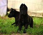 Собаки в Москве: Черный щенок немецкой овчарки рабочего разведения Мальчик, Бесплатно - фото 3