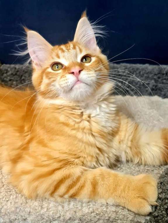 Кошки в других городах Ярославской области: Котенок мейн кун Мальчик, Бесплатно - фото 1