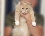 Кошки в Ельце: Кошечки Елец Девочка, Бесплатно - фото 4
