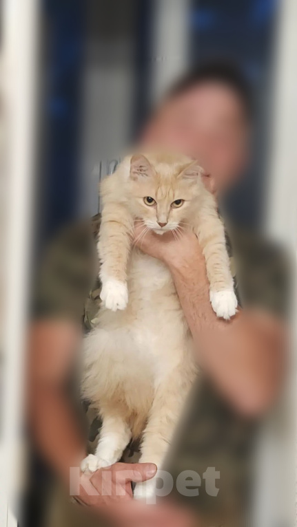 Кошки в Ельце: Кошечки Елец Девочка, Бесплатно - фото 4