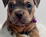 Собаки в Калининграде: Американский Булли щенок Мальчик, 150 000 руб. - фото 2