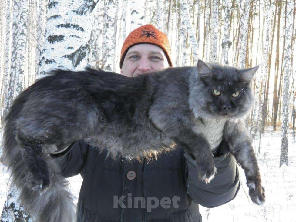 Кошки в Барнауле: Вязка Мейн-кун, 5 000 руб. - фото 1