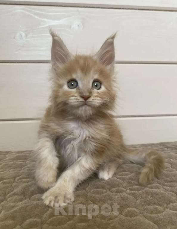 Кошки в других городах Московской области: Мейн-кун Мальчик, 50 000 руб. - фото 4