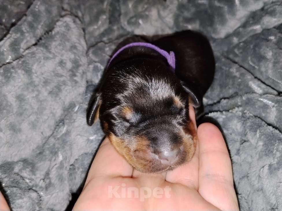 Собаки в Березовском: Ч/П кобель Мальчик, Бесплатно - фото 1