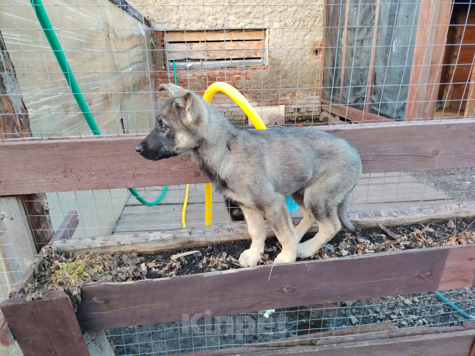 Собаки в Москве: Щенок в добрые руки! Мальчик, Бесплатно - фото 2