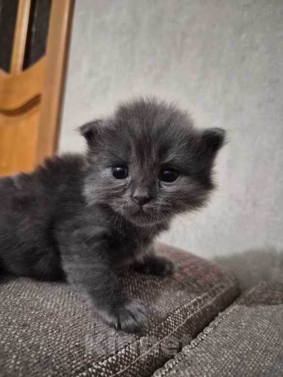 Кошки в Армавире: Продажа котят Девочка, 5 000 руб. - фото 6