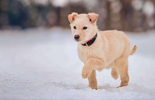 Герцог якутенок команды ппбж Якутска