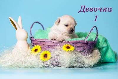 Собаки в Казани: щенки чихуахуа Девочка, 40 000 руб. - фото 1