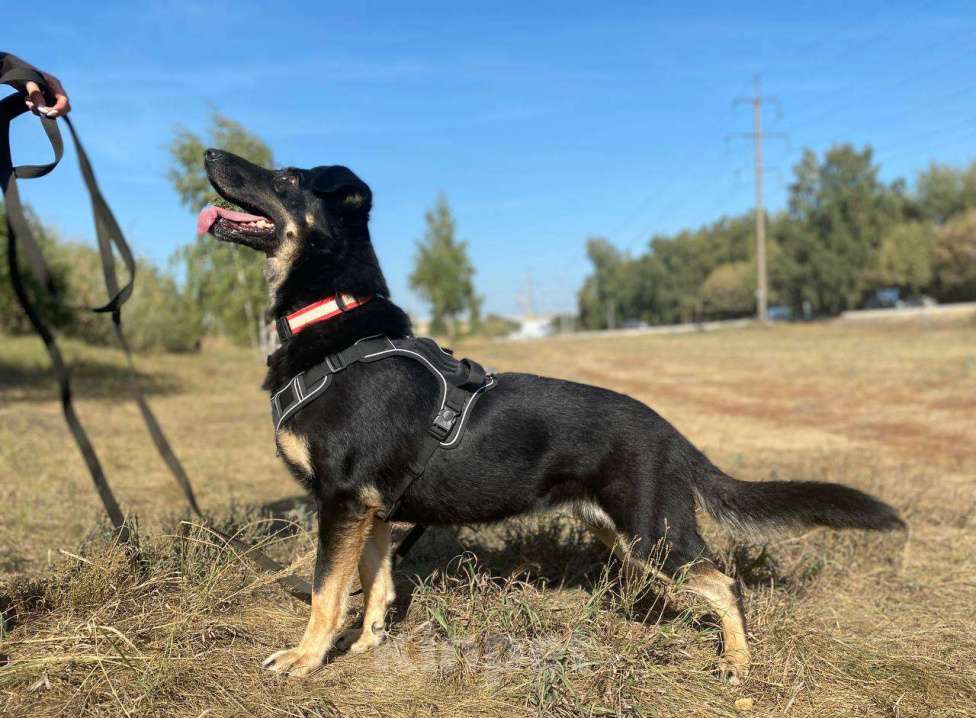 Собаки в Москве: Крупный щенок Девочка, Бесплатно - фото 2
