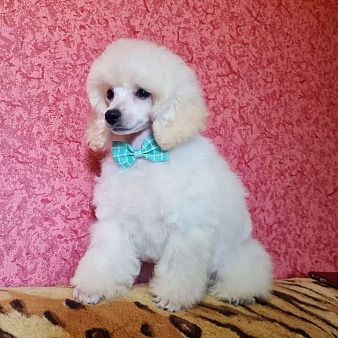 Пудель миниатюрный белый