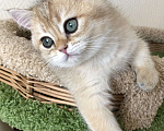 Кошки в Ковровом: Котёнок британской золотой шиншиллы  Мальчик, 50 000 руб. - фото 10