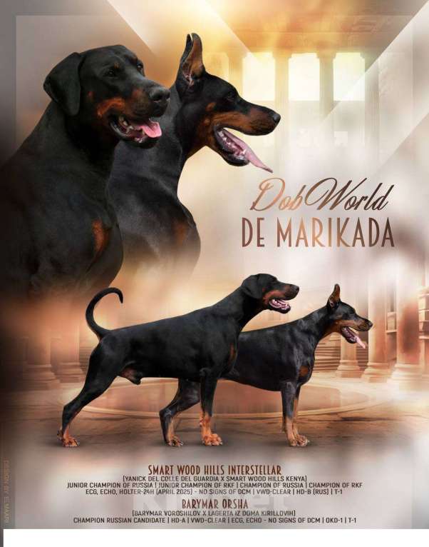 Собаки в Клине: Кобель 3 мес Мальчик, 150 000 руб. - фото 5