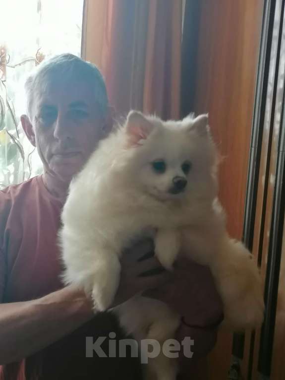 Собаки в Таганроге: Шпиц НЕМЕЦКИЙ мини  Девочка, 20 000 руб. - фото 7