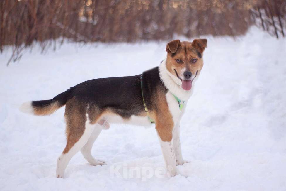 Собаки в Москве: Позитивный Феликс в добрые руки Мальчик, Бесплатно - фото 6