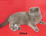 Кошки в Санкт-Петербурге: котик из питомника по цене кастрации Мальчик, 7 000 руб. - фото 7