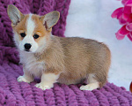 Собаки в других городах Московской области: Щенок сука вельш корги пемброк Девочка, 60 000 руб. - фото 5