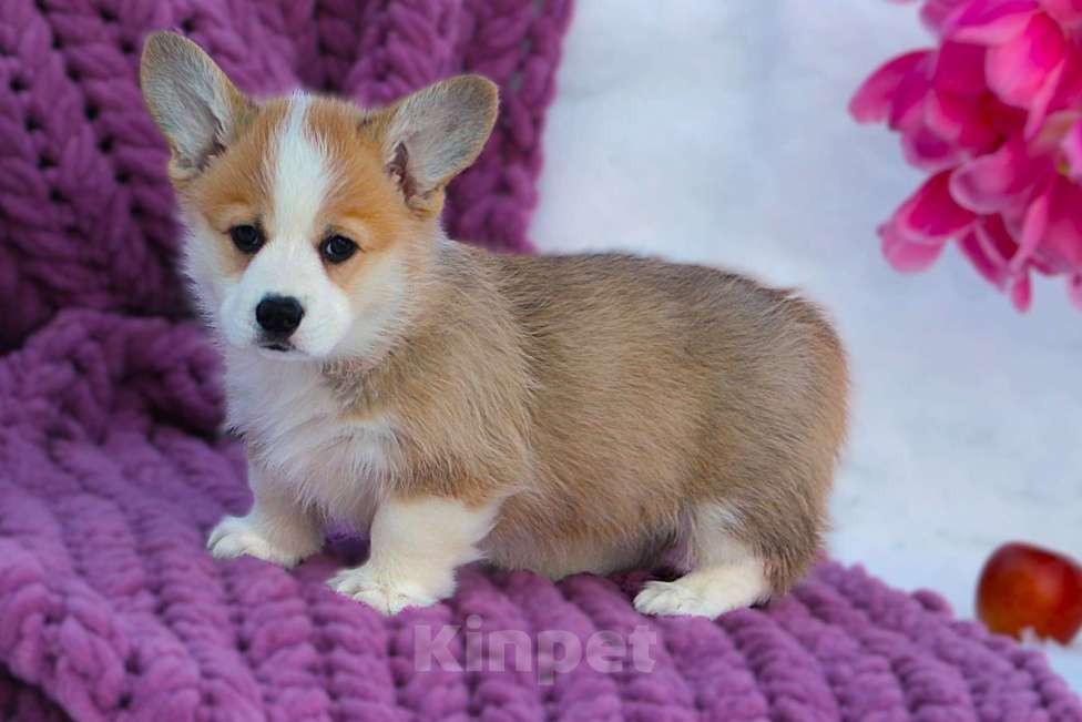 Собаки в других городах Московской области: Щенок сука вельш корги пемброк Девочка, 60 000 руб. - фото 5