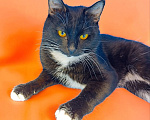 Кошки в Москве: Котик Манго Мальчик, Бесплатно - фото 4